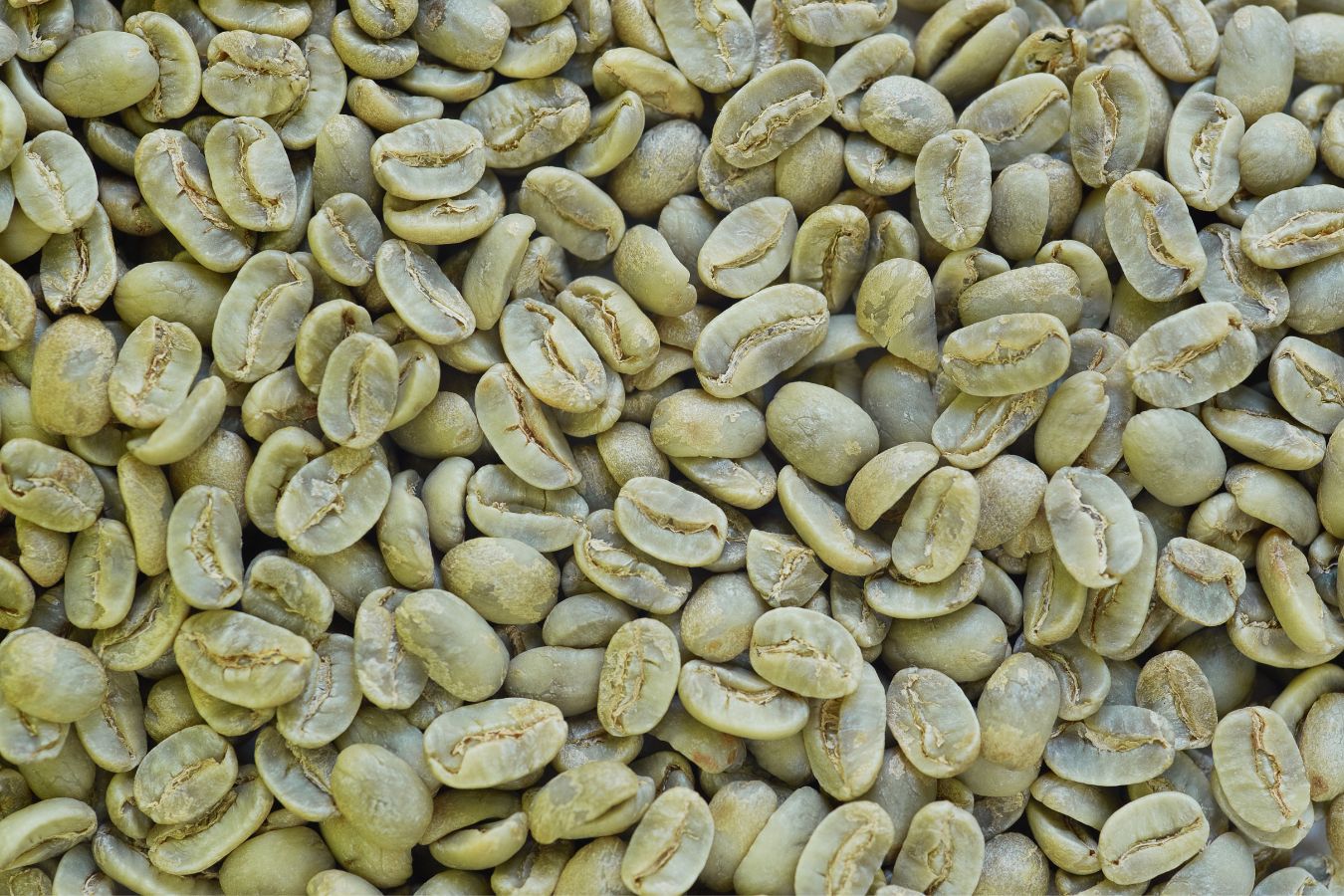 What Are Green Coffee Beans (Un-roasted Coffee)?