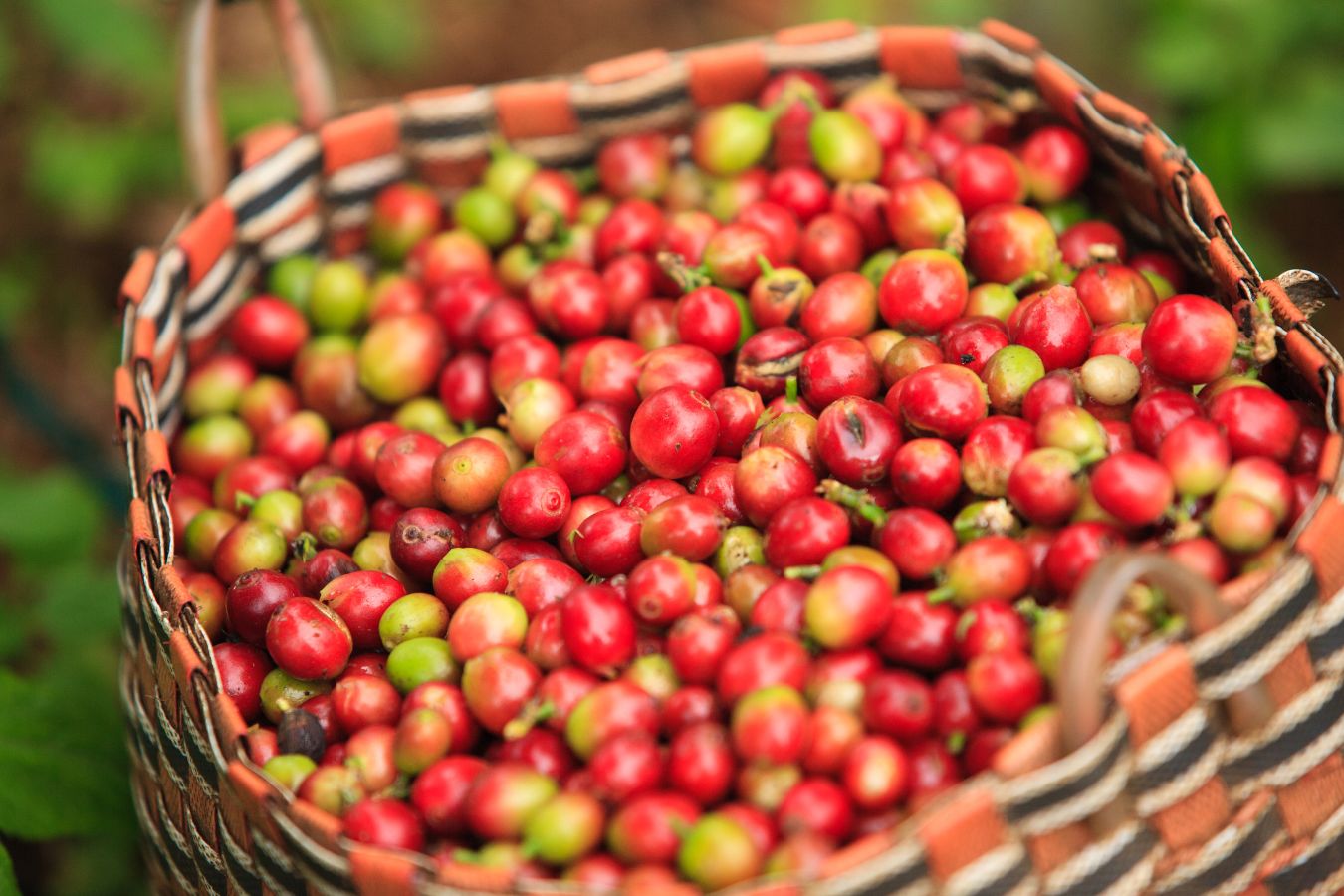 What Is Arabica Coffee Characteristics Of Arabica Coffee (3)