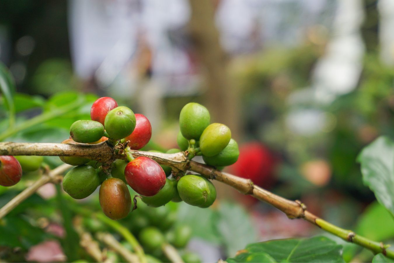 What Is Arabica Coffee Characteristics Of Arabica Coffee