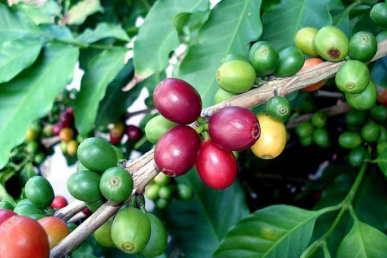 What Is Robusta Coffee – Learn About Robusta