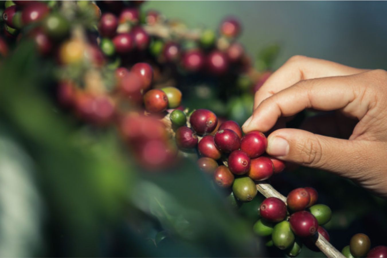 What Is Robusta Coffee – Learn About Robusta