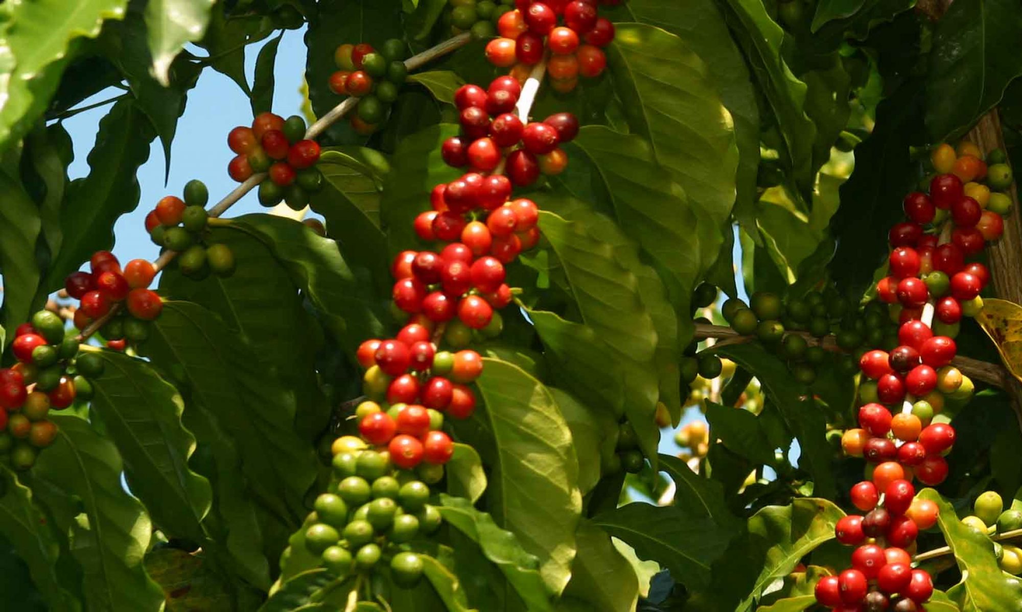 kona-coffee-tree