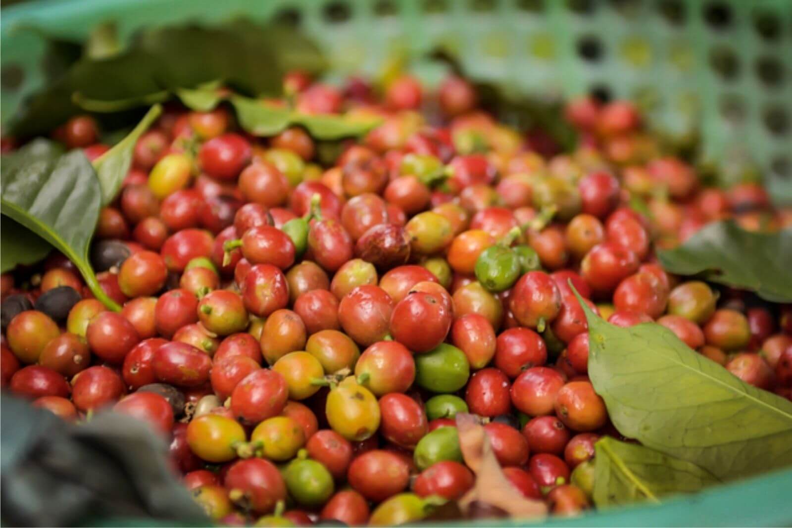 processing-robusta-green-coffee