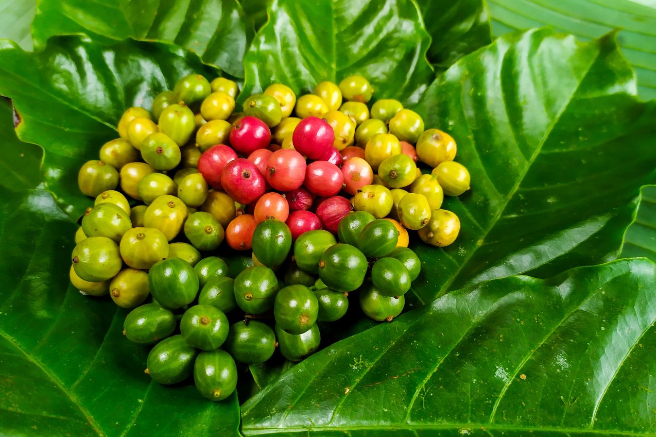 Coffee Origins Indonesia (1)