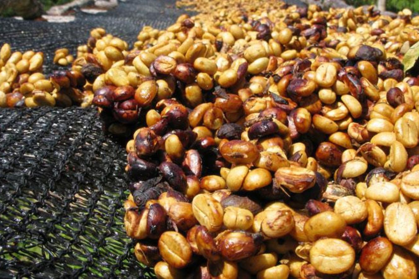 Honey Coffee Beans Price Higher Than Dry Coffee Beans