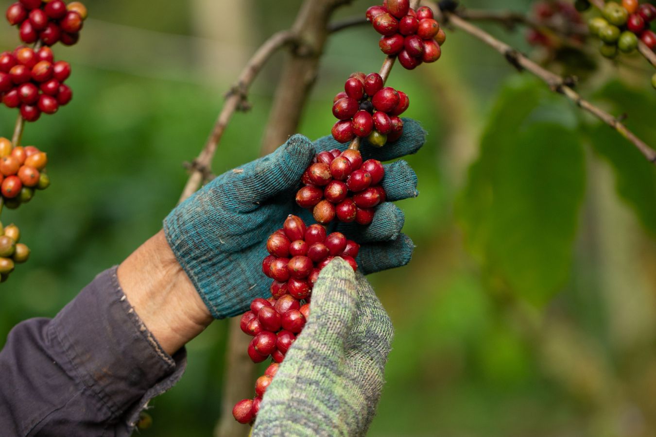 How is Robusta Coffee Processed