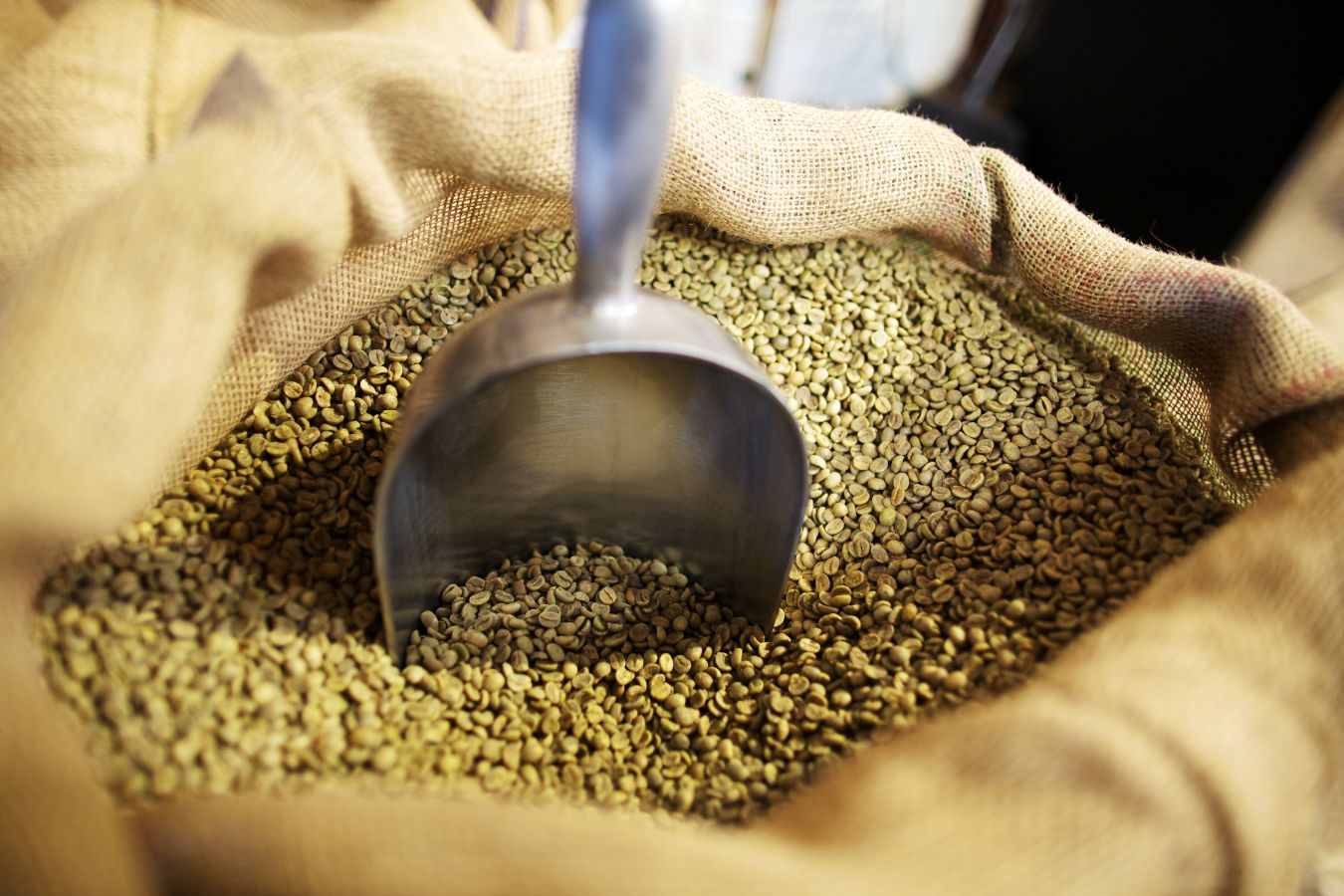 How is Robusta Coffee Processed