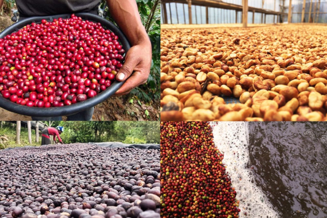 What Defines Specialty Coffee