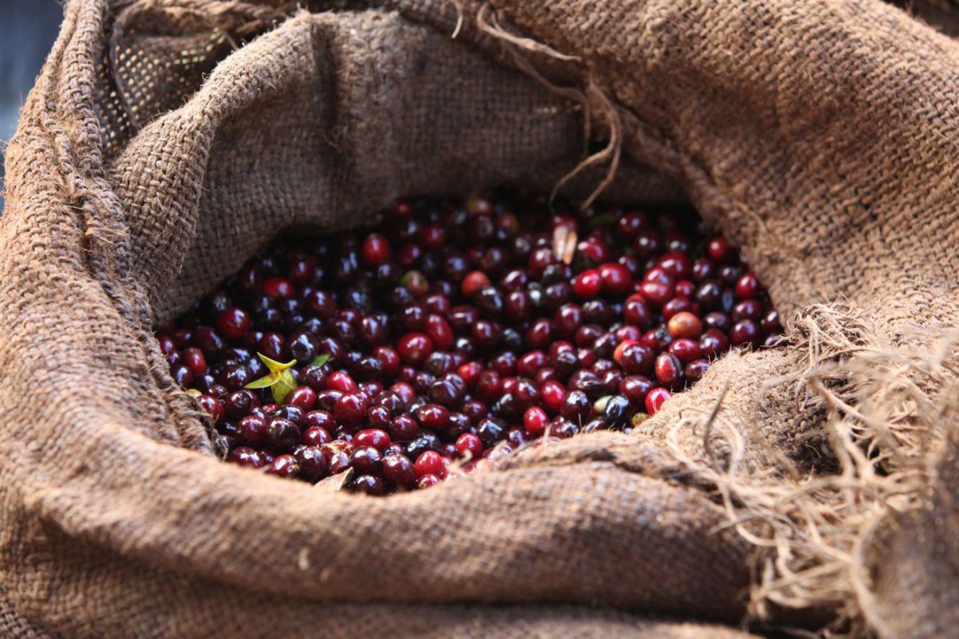 What Defines Specialty Coffee