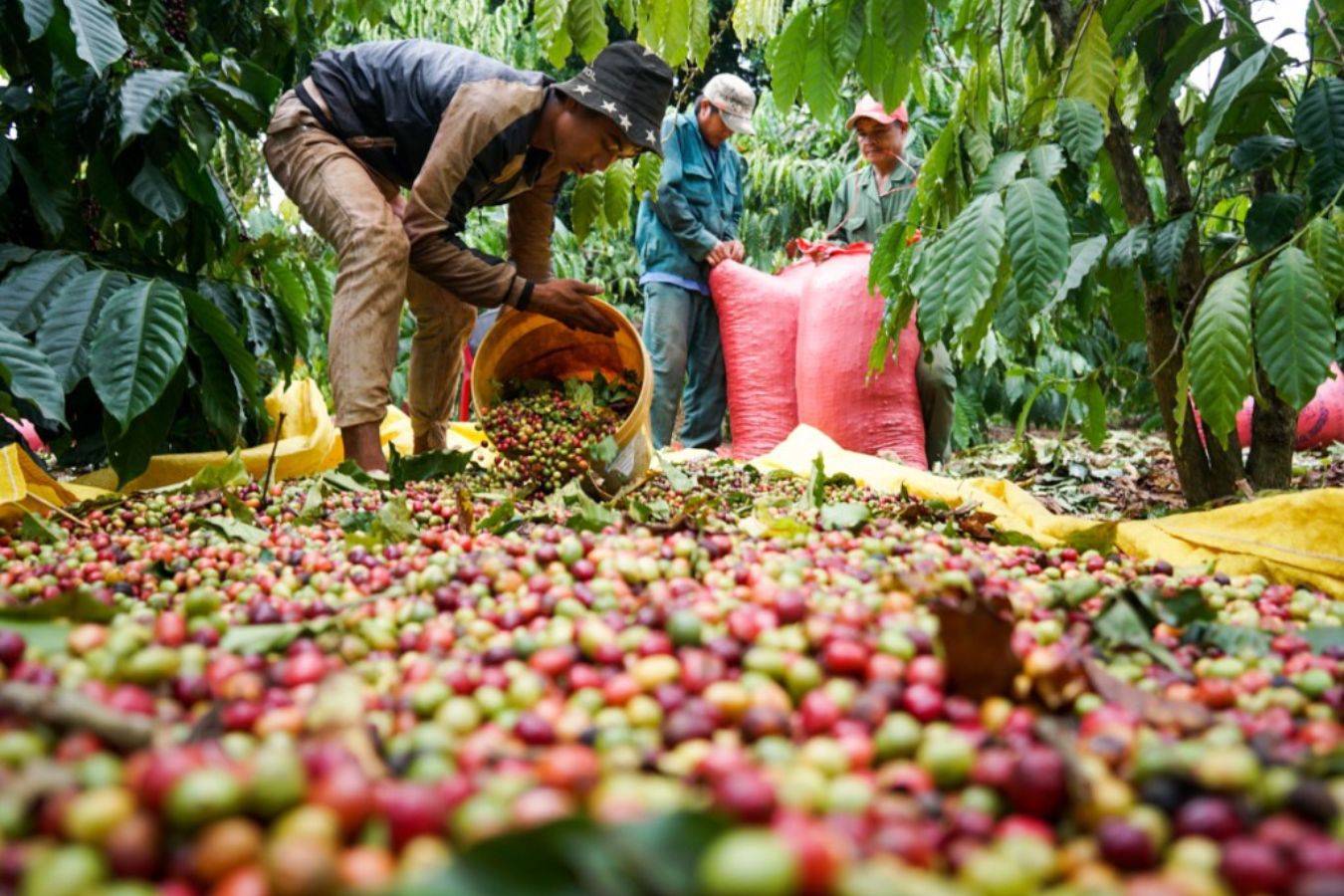 What Time Is Robusta Coffee Flowers And Harvest (2)