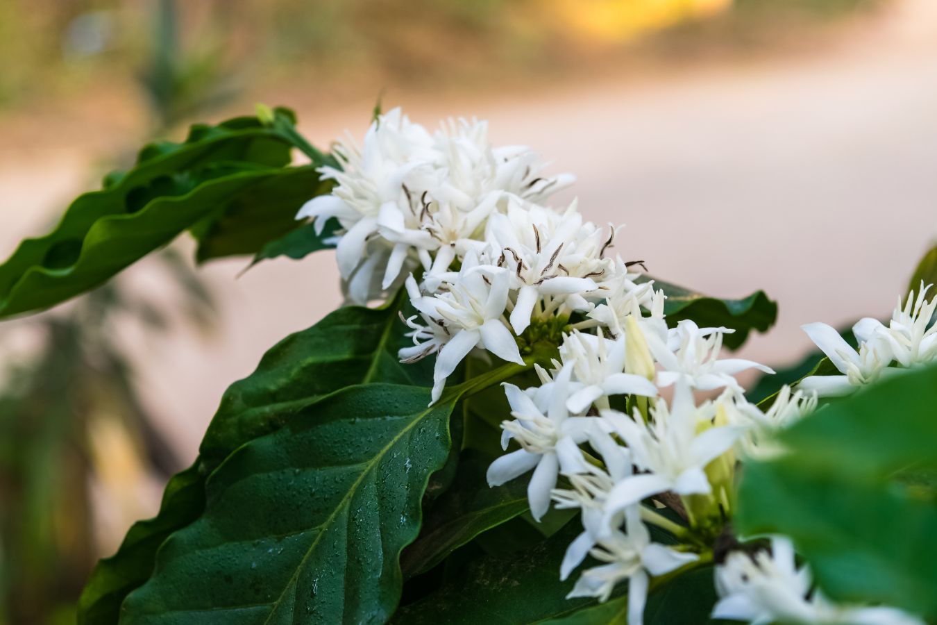 What Time Is Robusta Coffee Flowers And Harvest