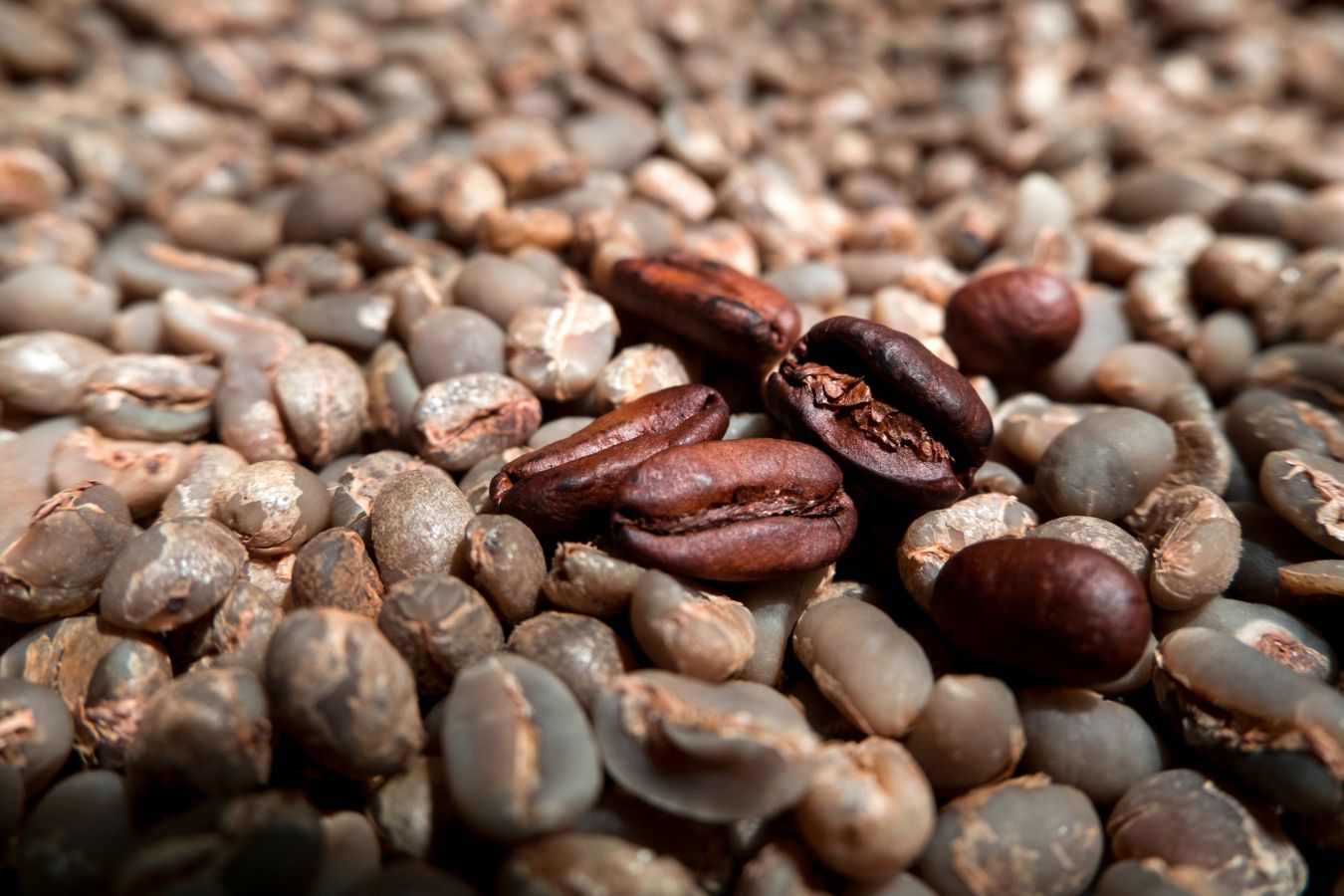 Why Arabica Coffee Sour 