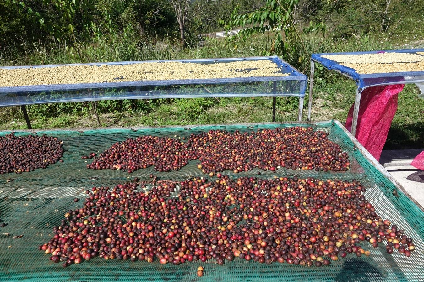 Pros And Cons Of The 3 Most Popular Coffee Processing Methods Today