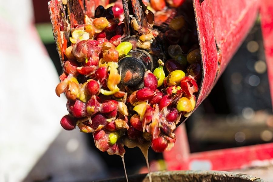 guide-to-checking-the-quality-of-vietnam-green-coffee-beans