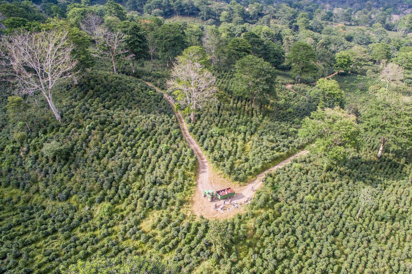 Coffee Growing And Consumption What Can Really Help For Forests