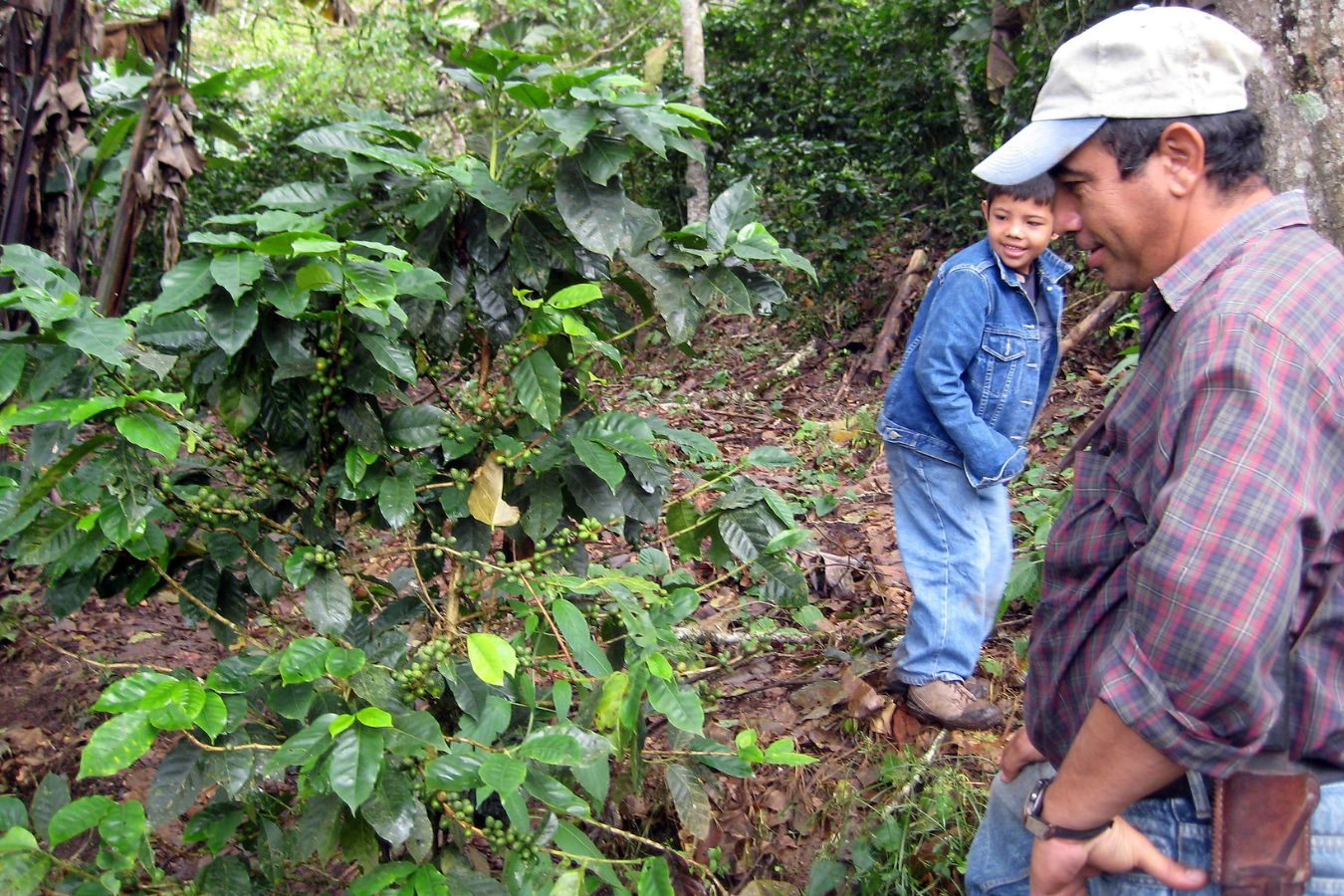 Coffee Growing And Consumption What Can Really Help For Forests