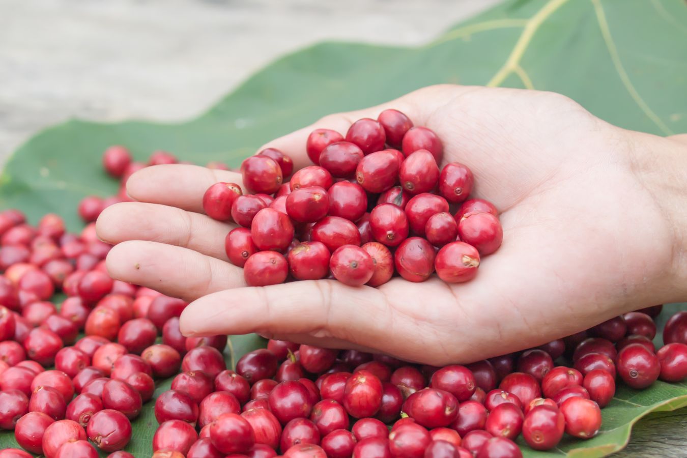 Effect of Coffee Cherry Maturity To Coffee Quality