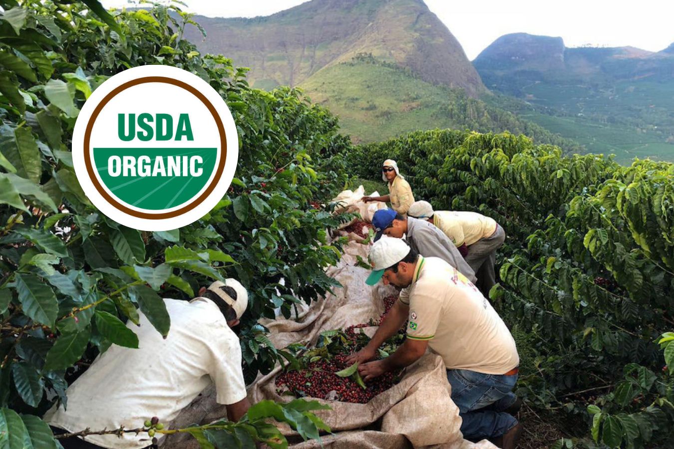 Everything You Need To Know About Organic Coffee