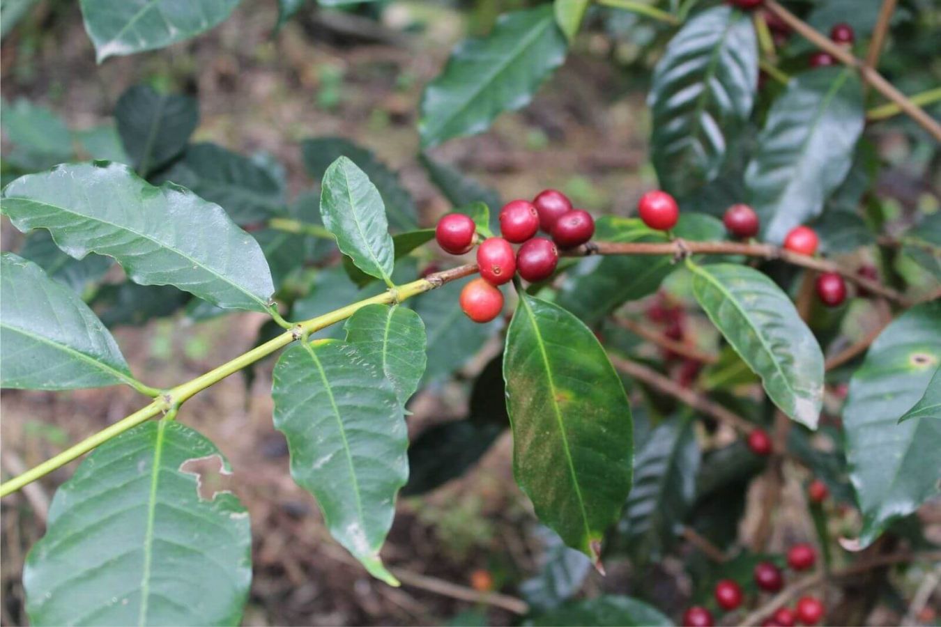 History of Typica and Bourbon
