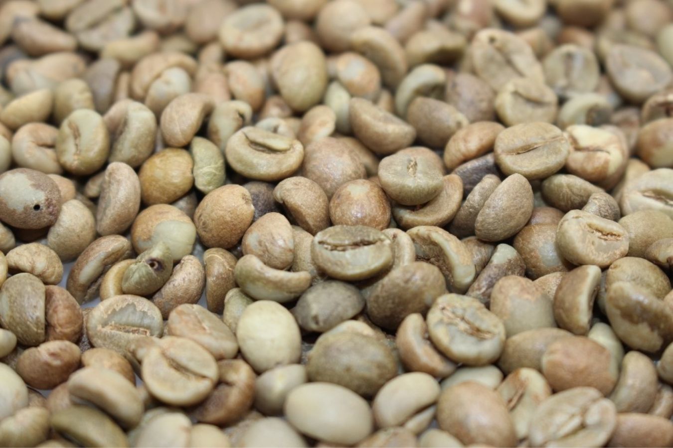 Robusta Green Coffee Beans Find out a Robusta coffee supplier