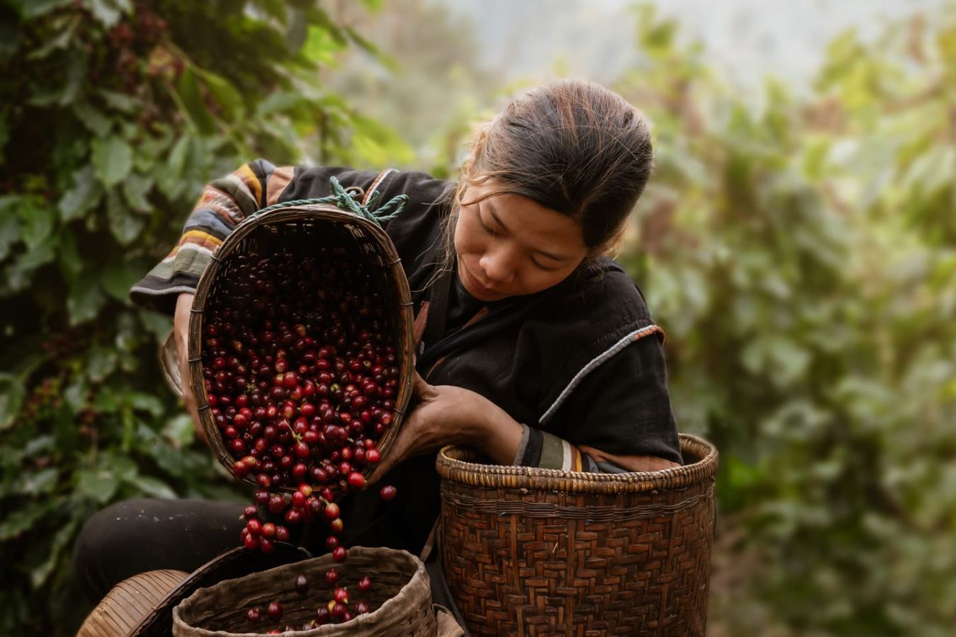Sustainable Coffee