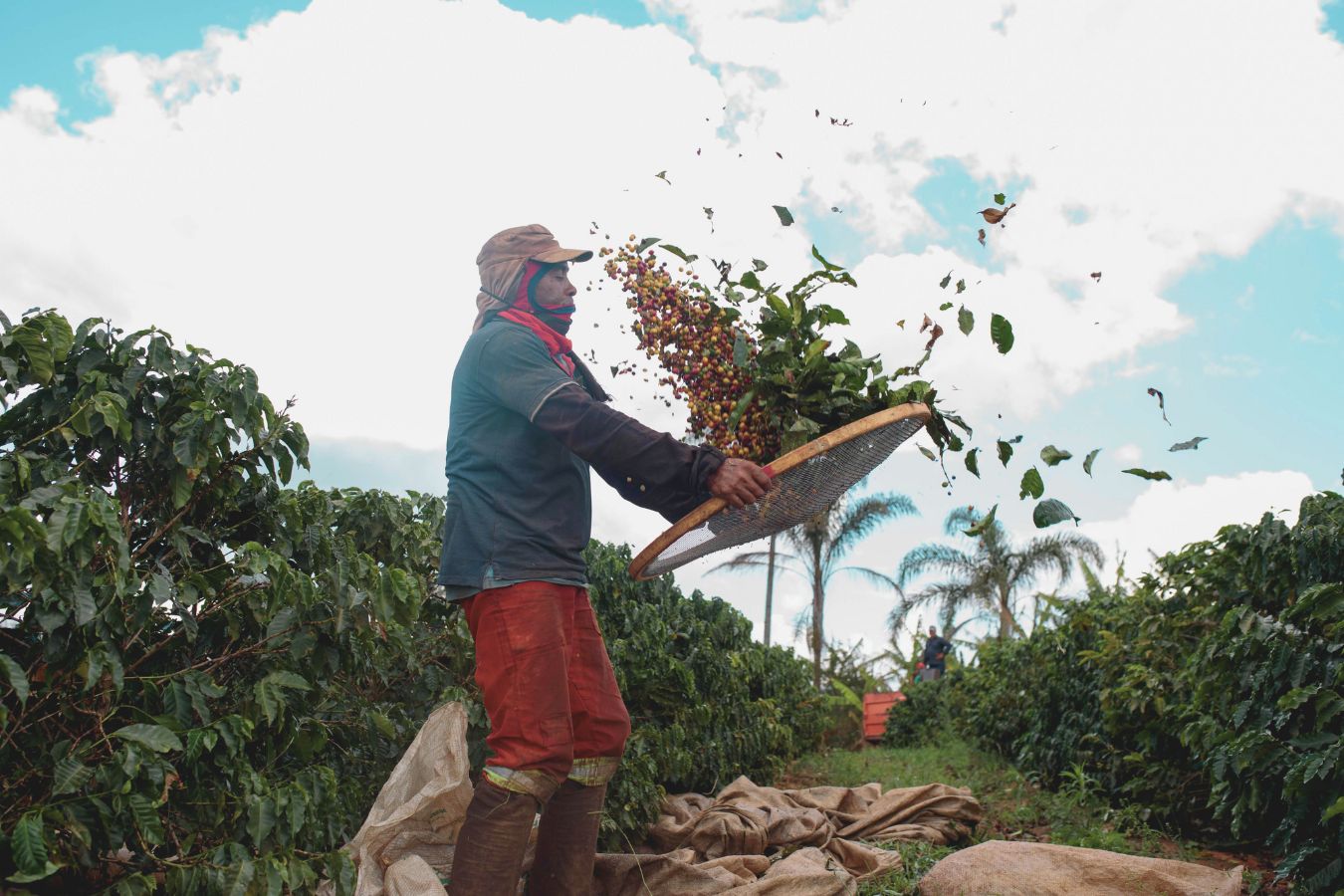 The Development of Coffee Production Technology