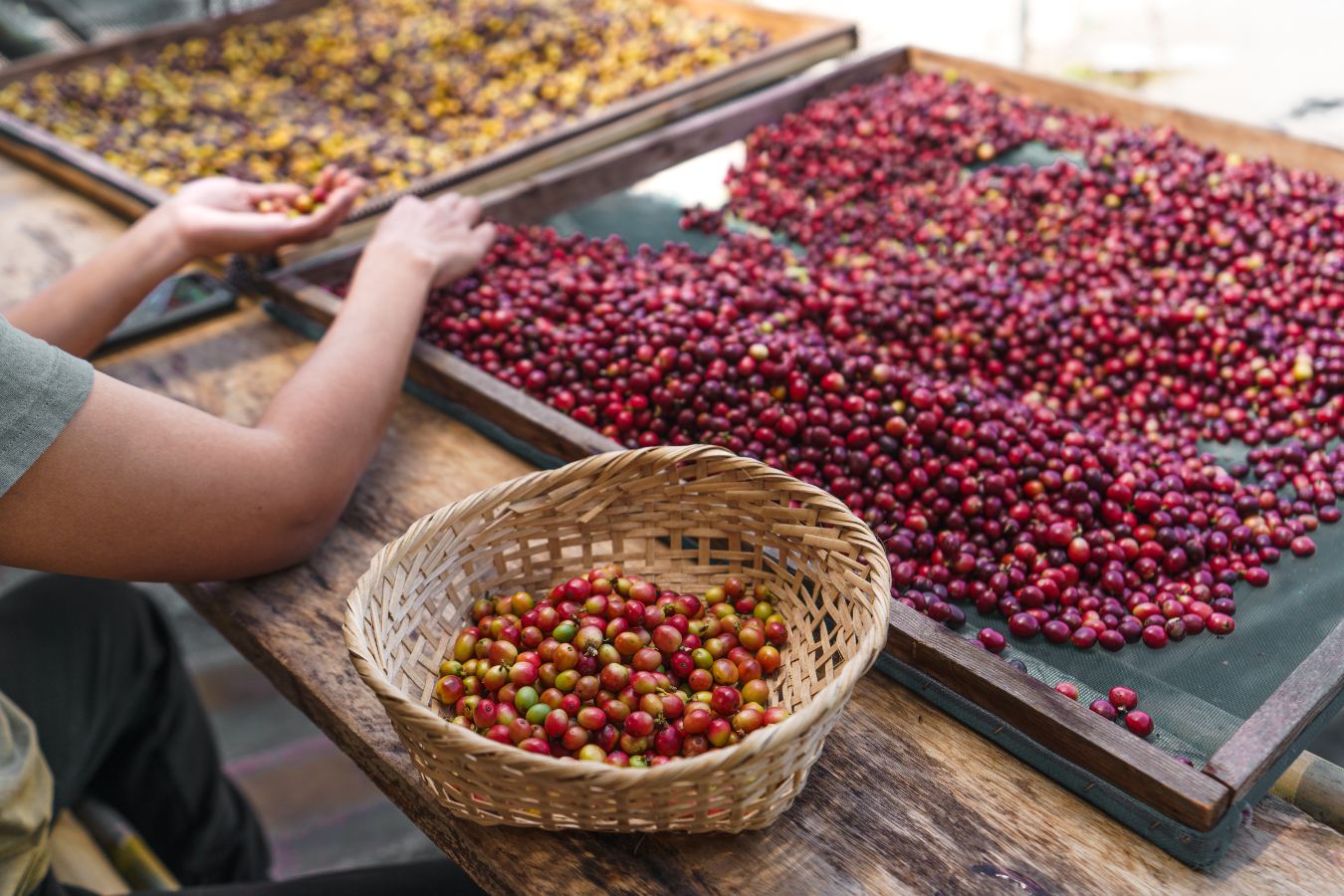 The Legend Of Coffee Trees On The Central Highlands Vietnam