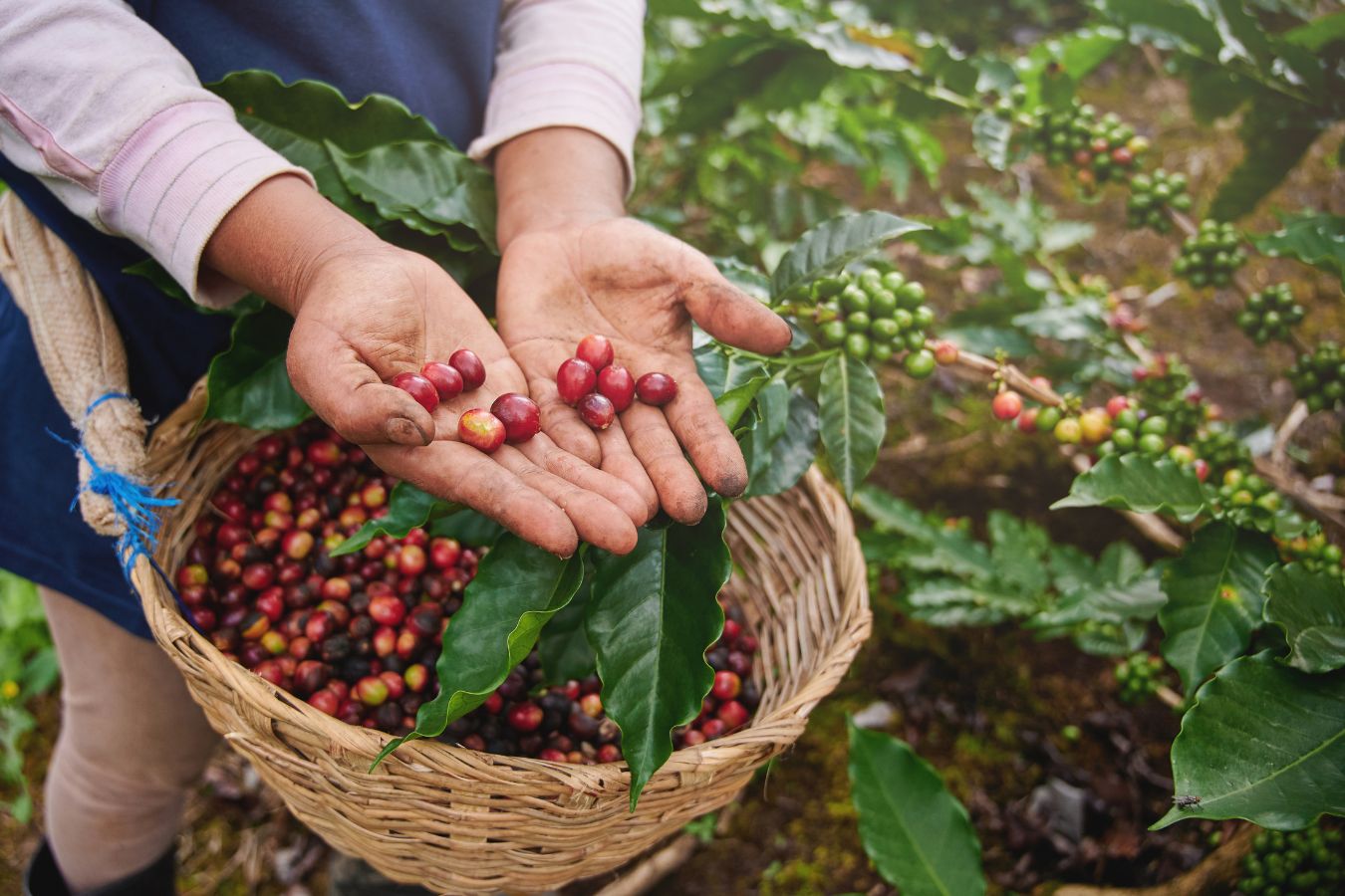 The Legend Of Coffee Trees On The Central Highlands Vietnam