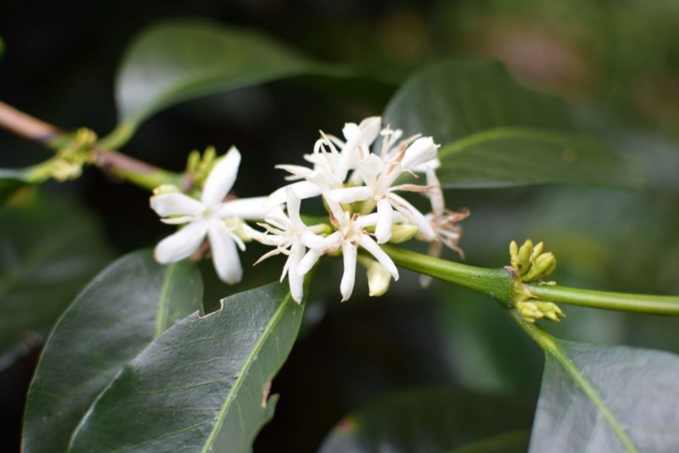 The Process of Blooming Coffee Flowers Affects The Yield And Quality of Coffee