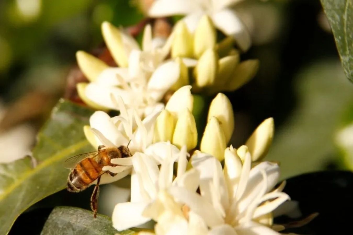 The Process of Blooming Coffee Flowers Affects The Yield And Quality of Coffee