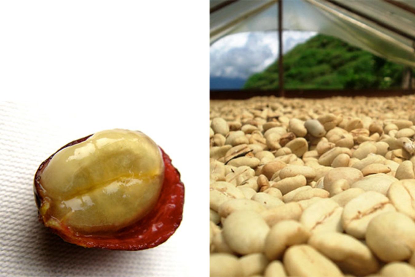 The Secret In The Coffee Cherry: The Secret Inside The Ripe Coffee Fruit You Need To Know