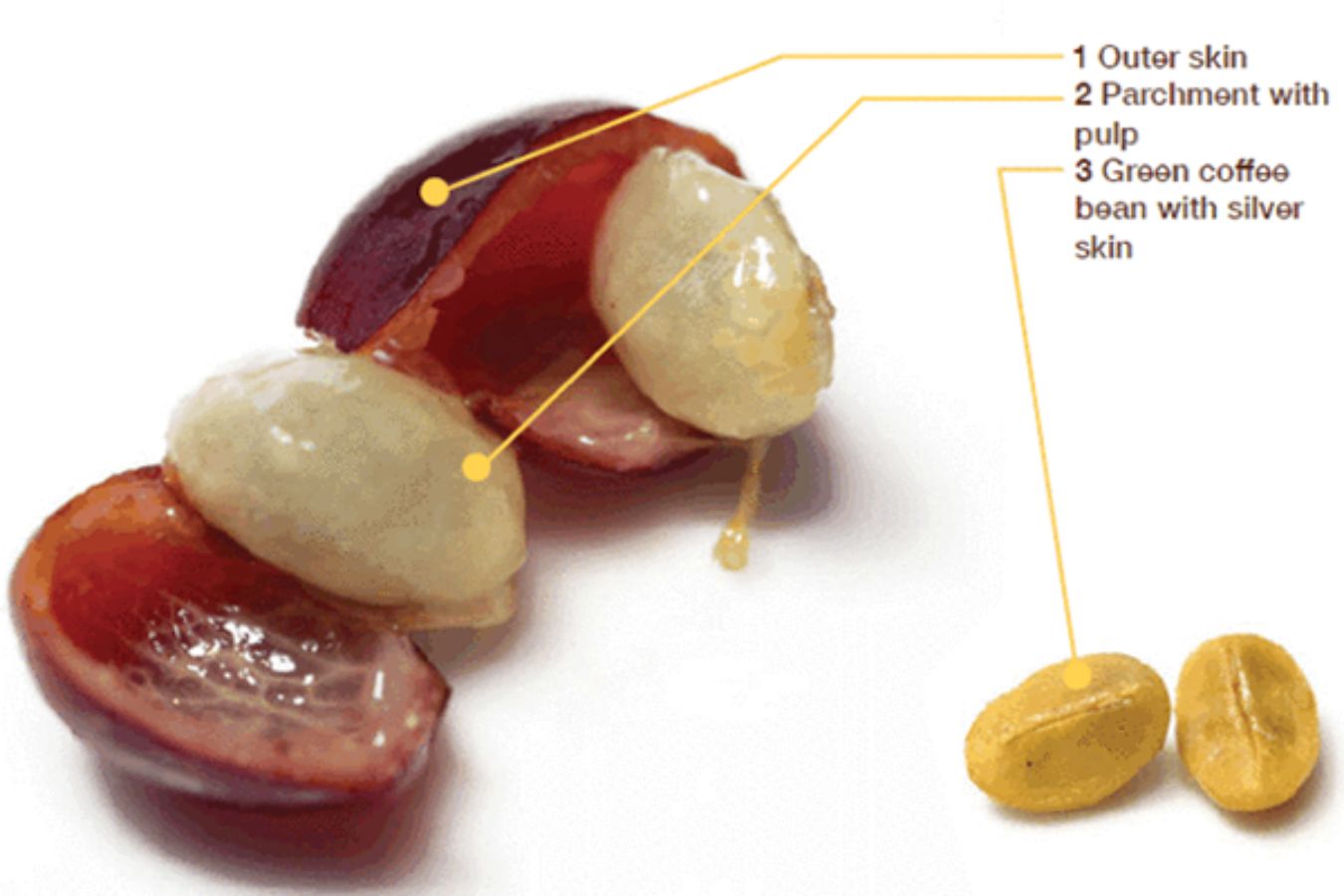 The Secret In The Coffee Cherry: The Secret Inside The Ripe Coffee Fruit You Need To Know