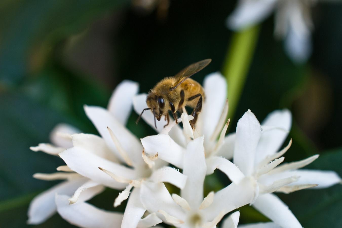 The role of bees in coffee crops