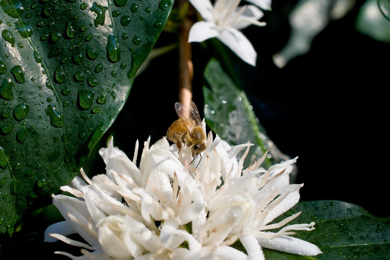 The role of bees in coffee crops
