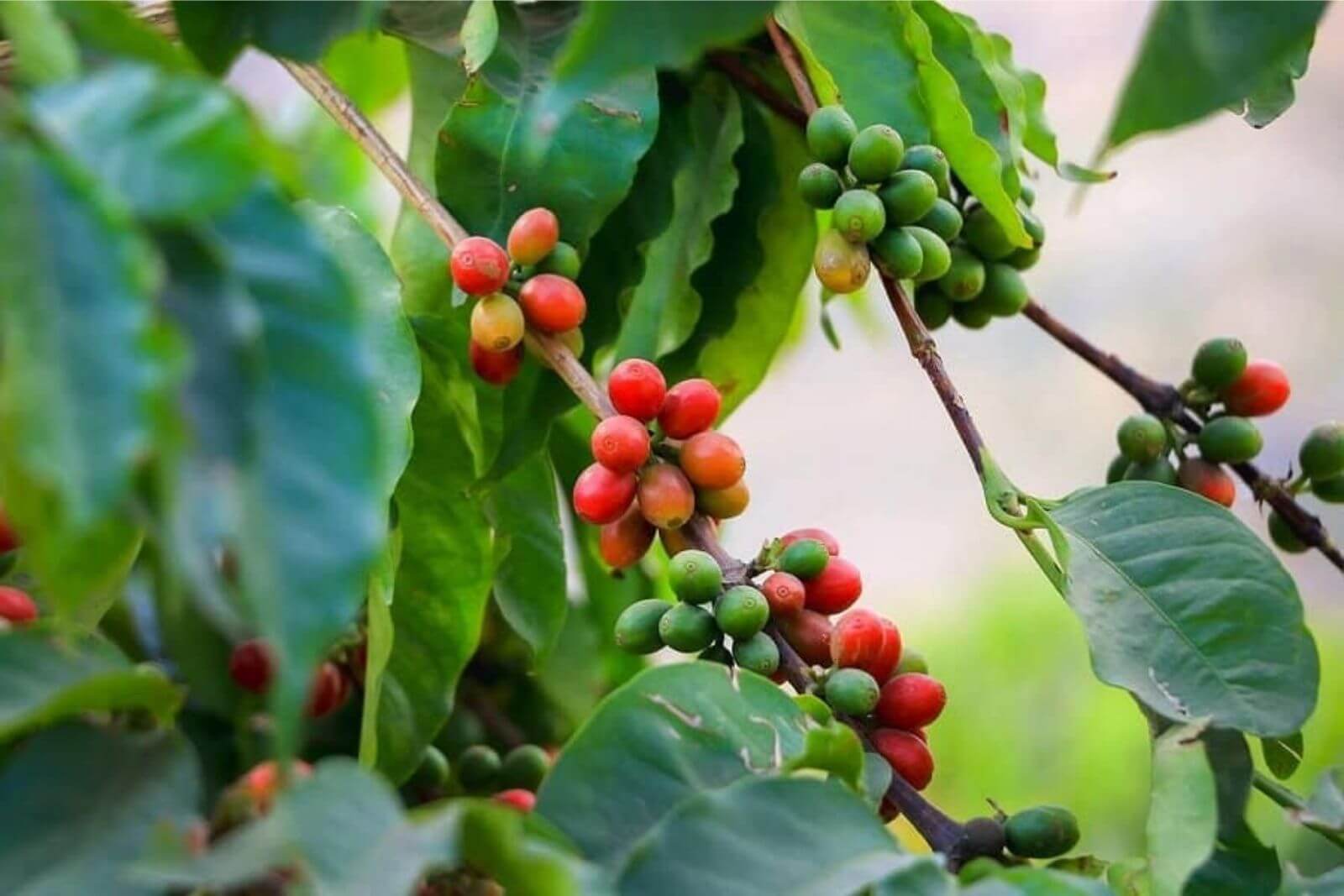 high-quality-arabica-coffee-lines-in-vietnam