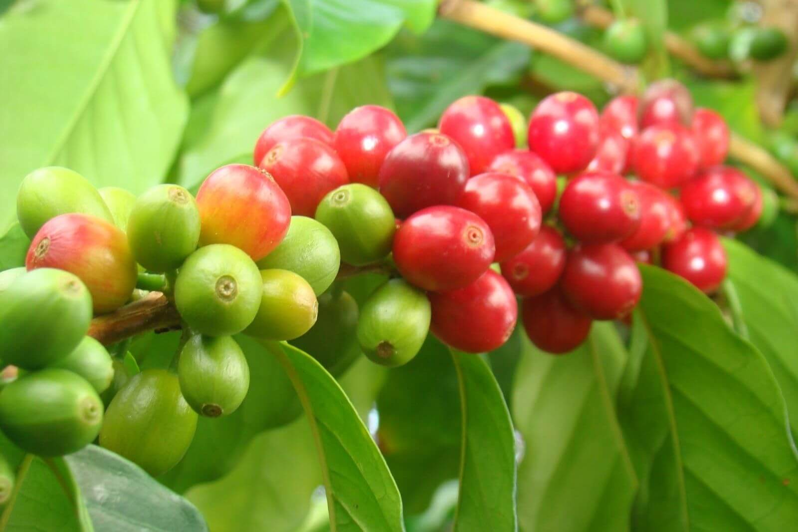the-best-arabica-coffee-growing-areas-in-vietnam