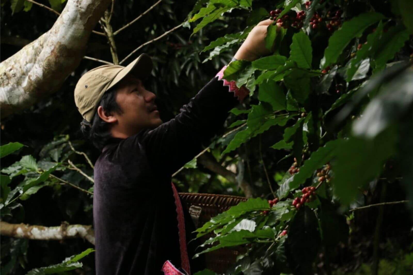 the-transformation-of-coffee-farmers