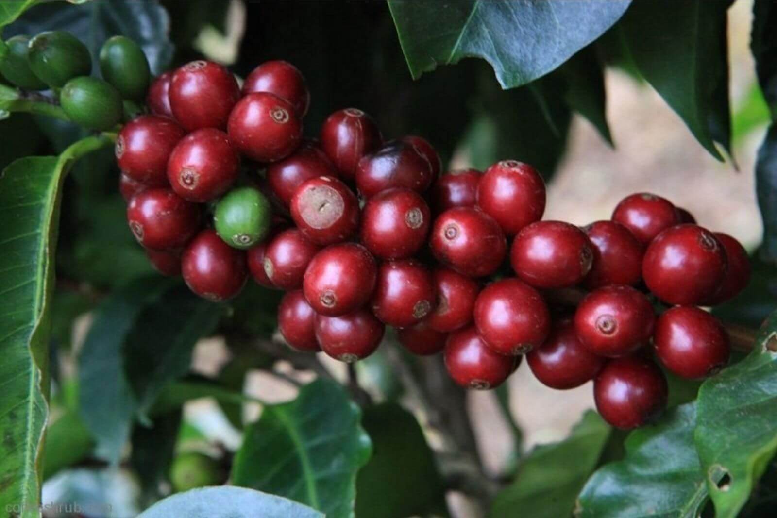 robusta-is-more-sensitive-to-climate-change