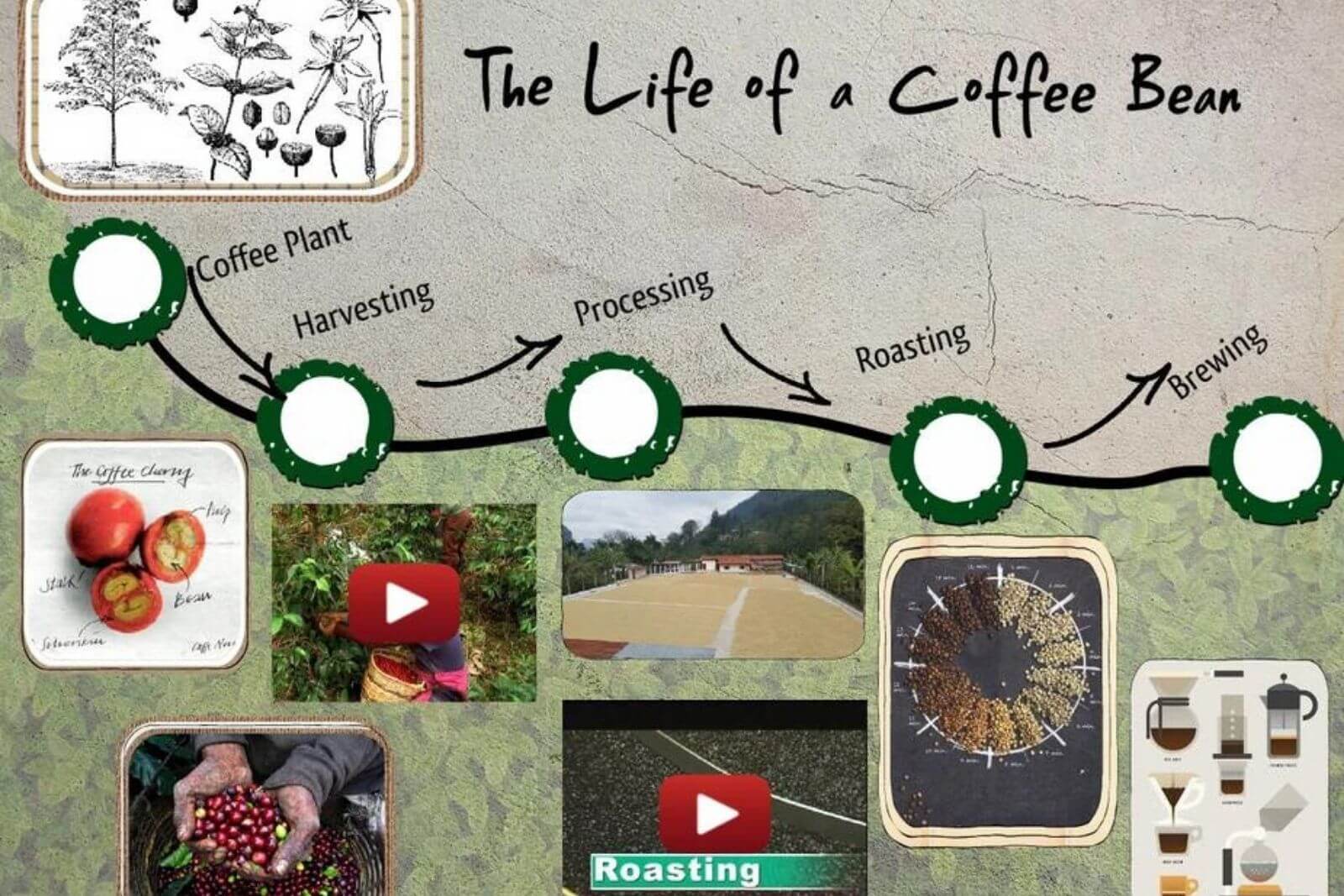 the-life-of-coffee-beans