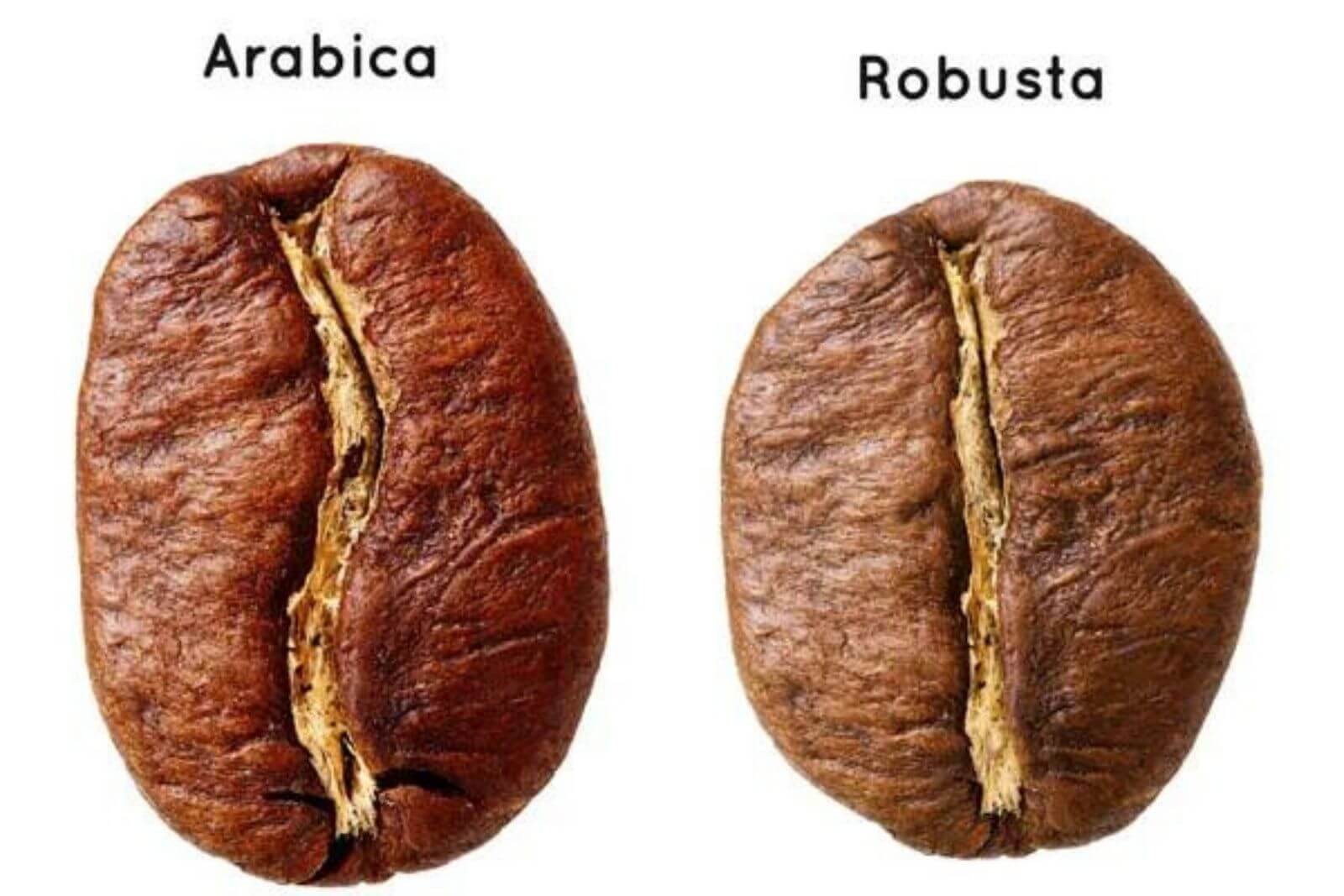distinguishing-arabica-robusta-cherry-and-culi