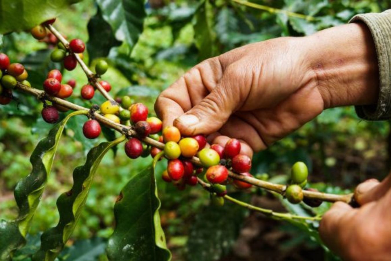 Types of Coffee Beans And Their Characteristic Part 1