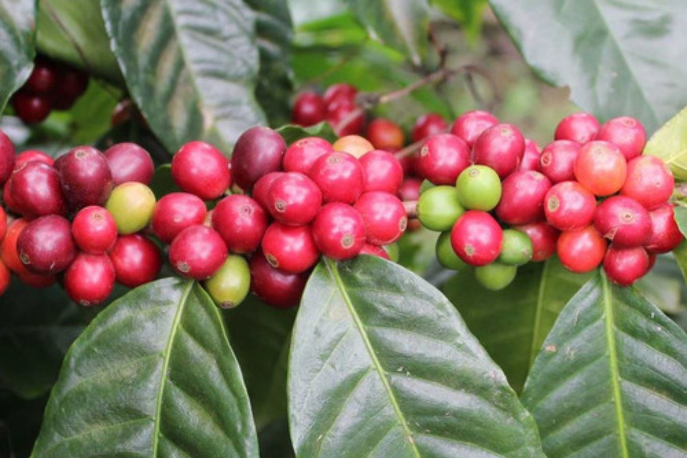 Types of Coffee Beans And Their Characteristic Part 1