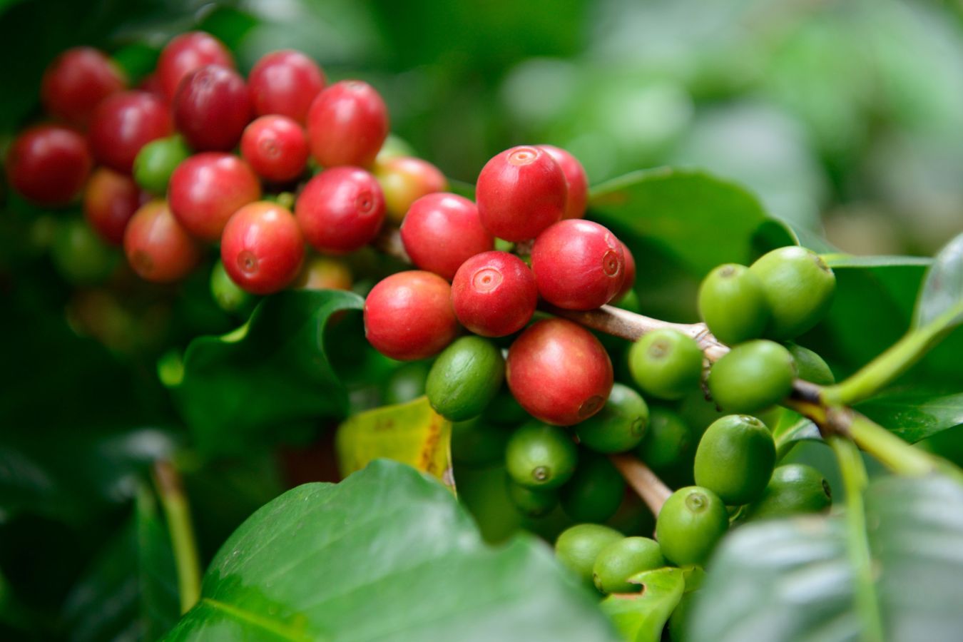 Types of Coffee Beans And Their Characteristic Part 2