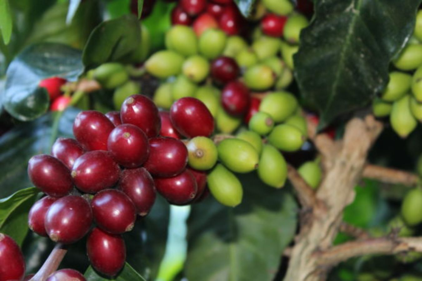 Types of Coffee Beans And Their Characteristic Part 2
