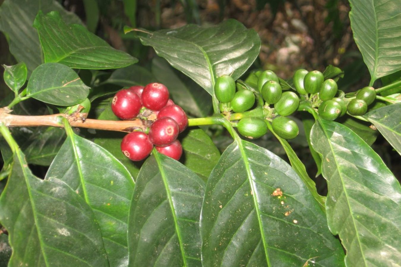 Types of Coffee Beans And Their Characteristic Part 3