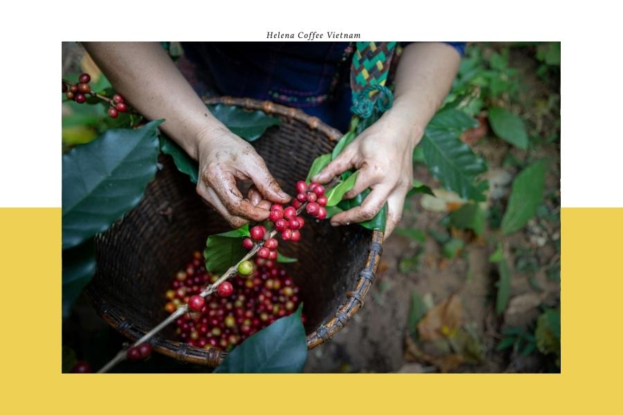 What Is the Typica Coffee Variety