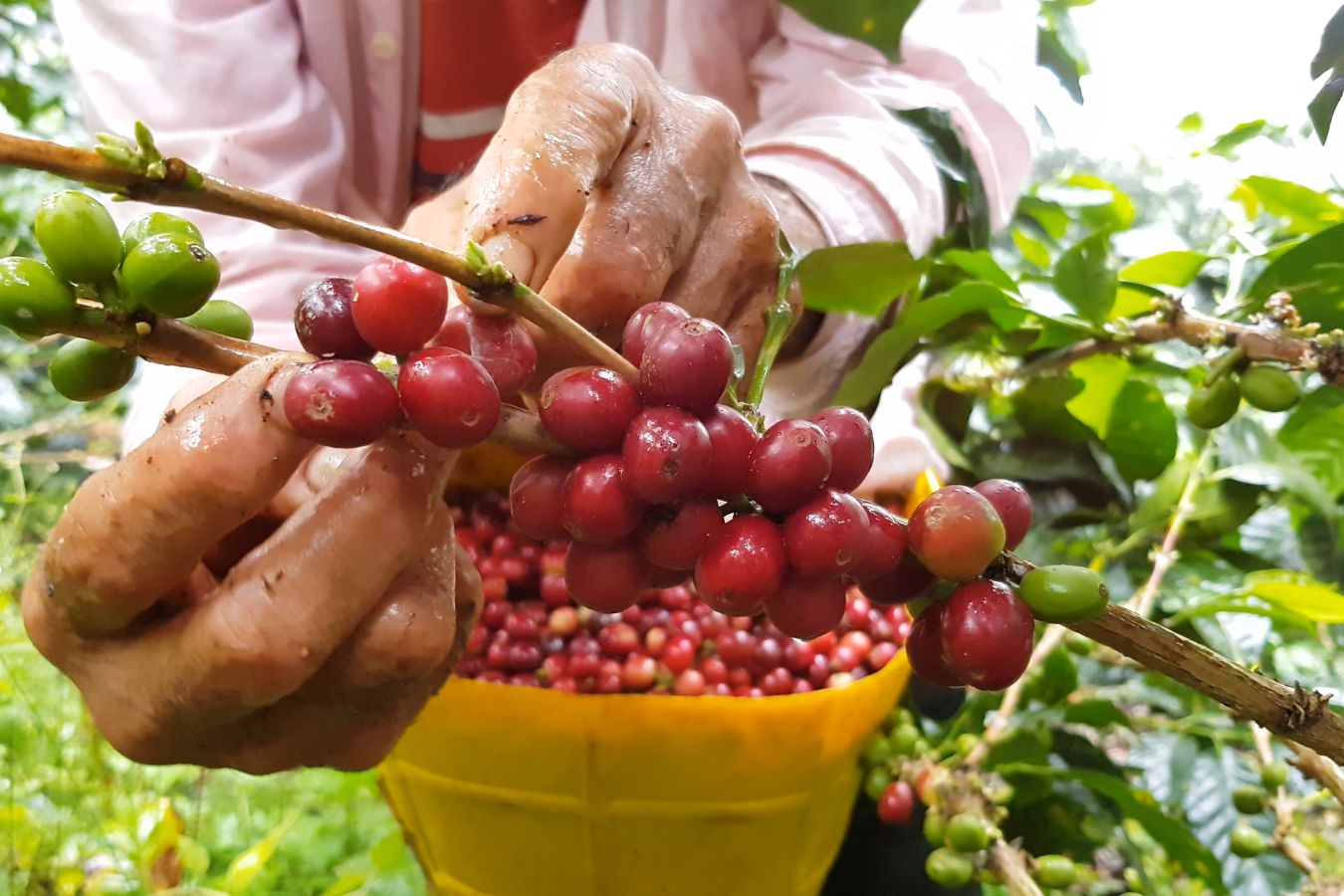 Vietnam Coffee Harvest Season