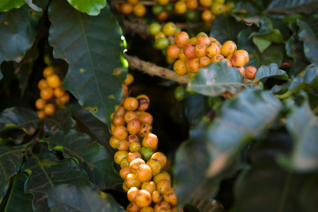 Vietnam Green Coffee Beans