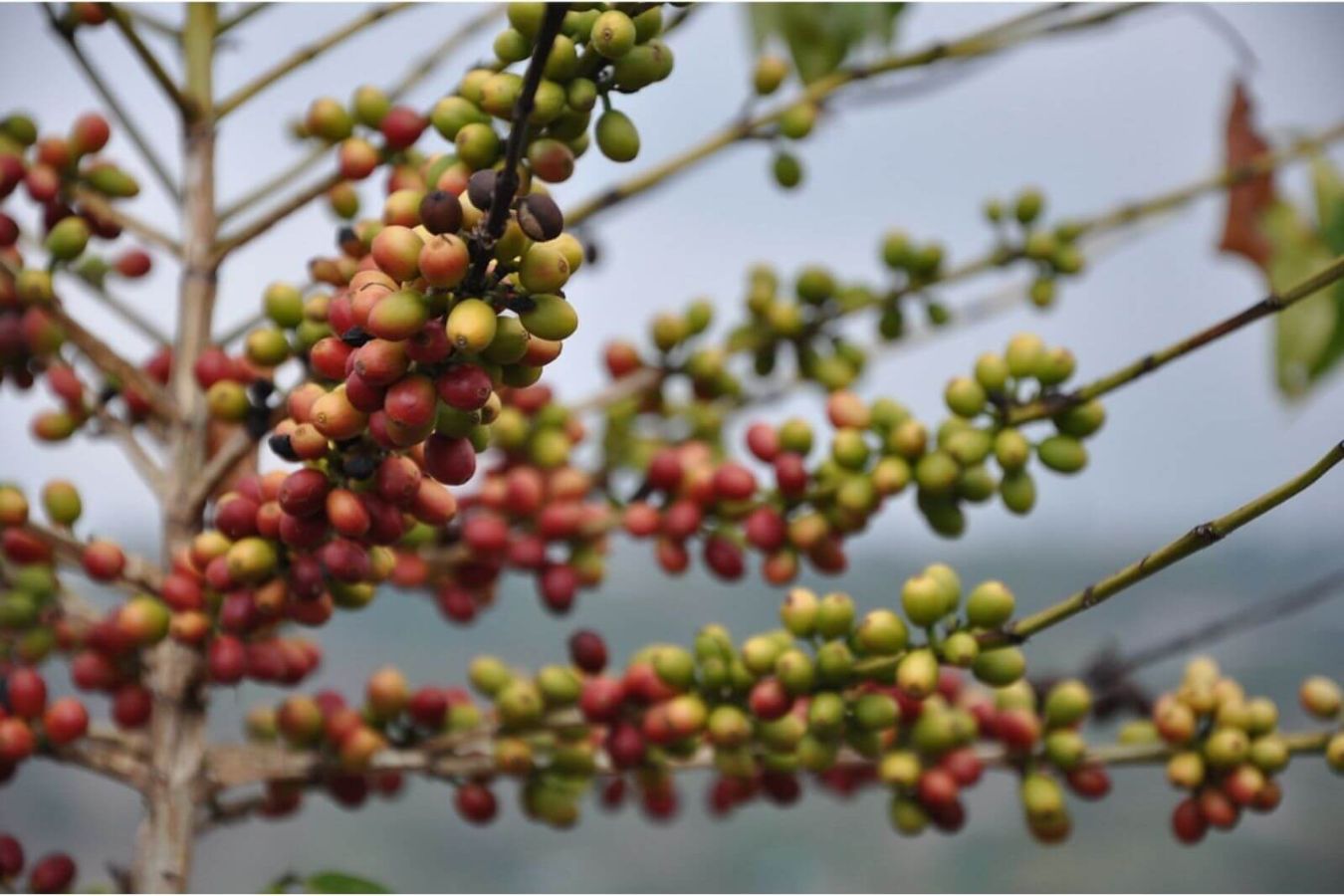 What is Typica Coffee?