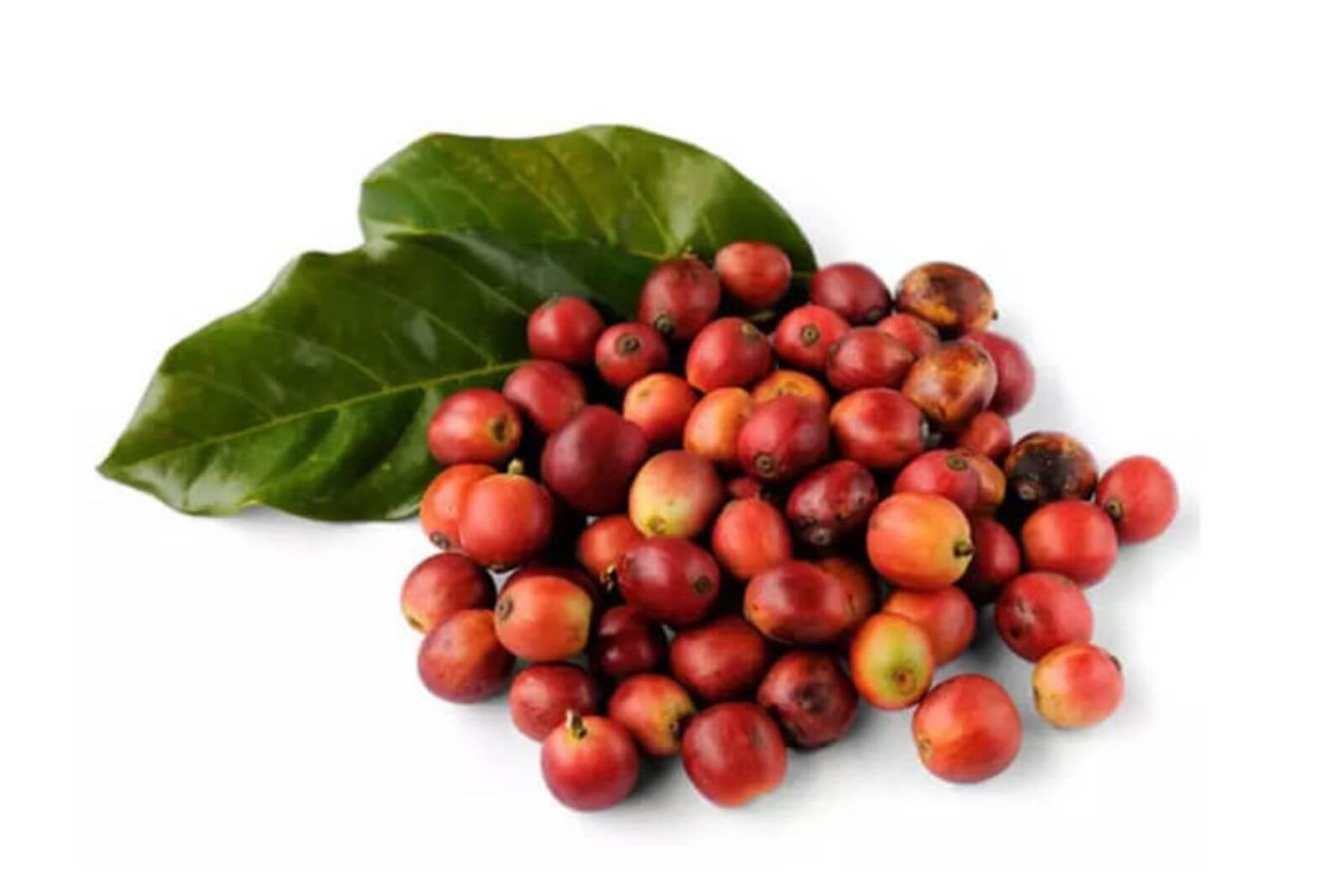 What is Typica Coffee?